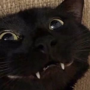 Meet your Posher, Vallen